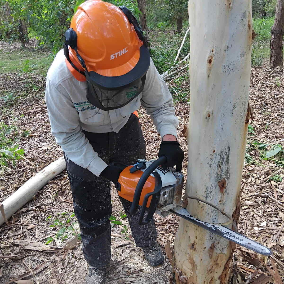 FELL TREES MANUALLY (INTERMEDIATE) FELL TREES MANUALLY (INTERMEDIATE)